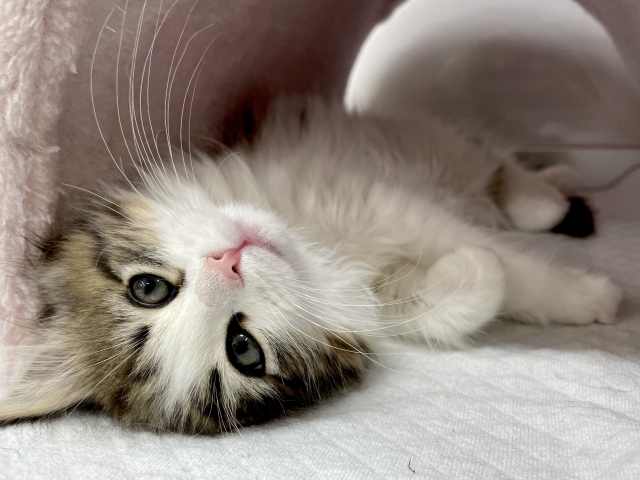 ノルウェージャンフォレストキャット